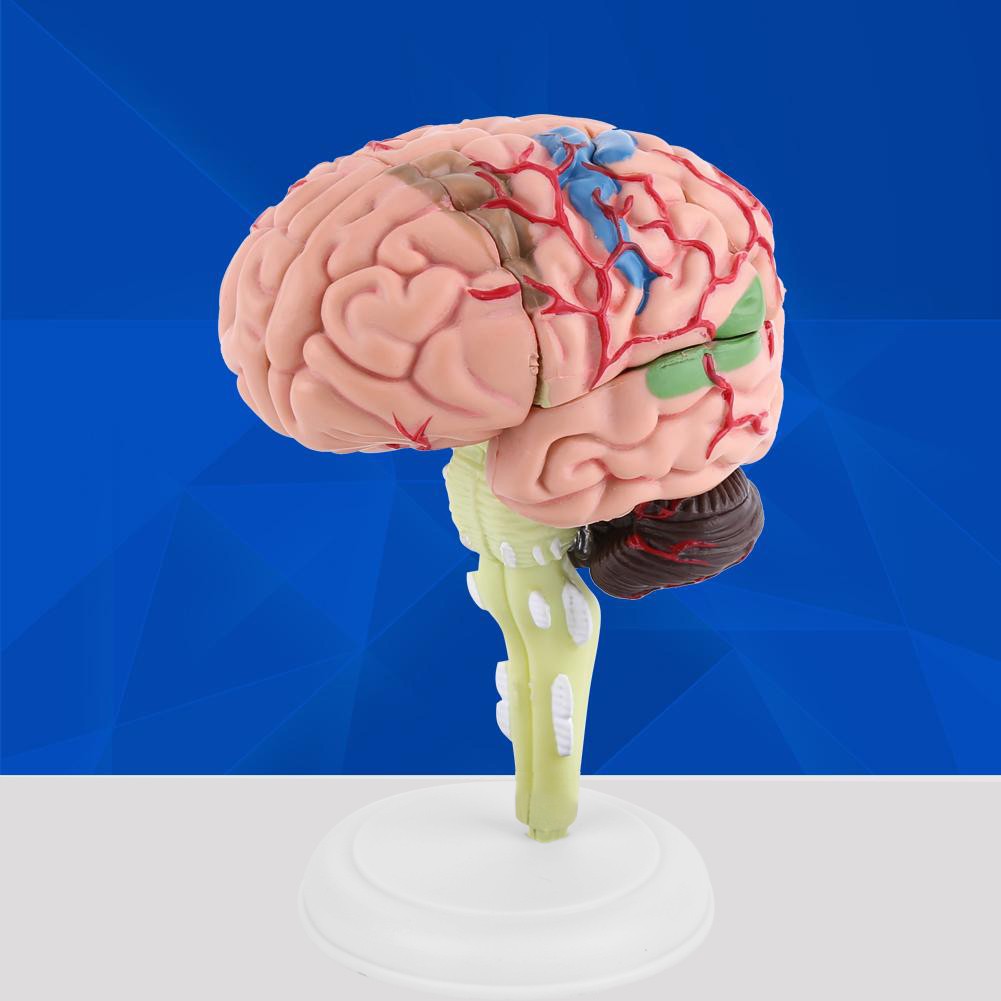 Anatomical Brain Model High Quality Assembling Tool Training Premium