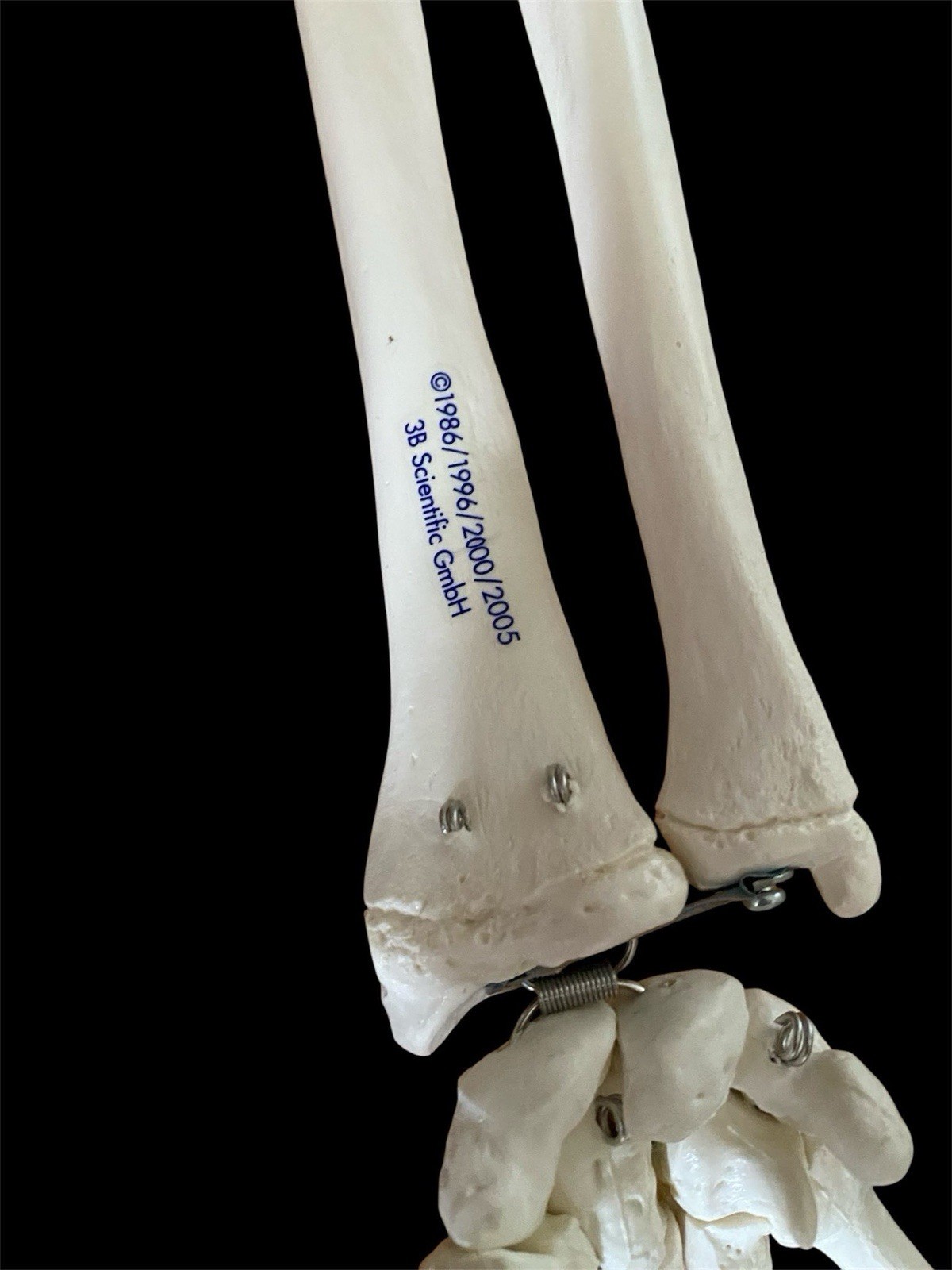 Brand New 3B Anatomical Model Arm