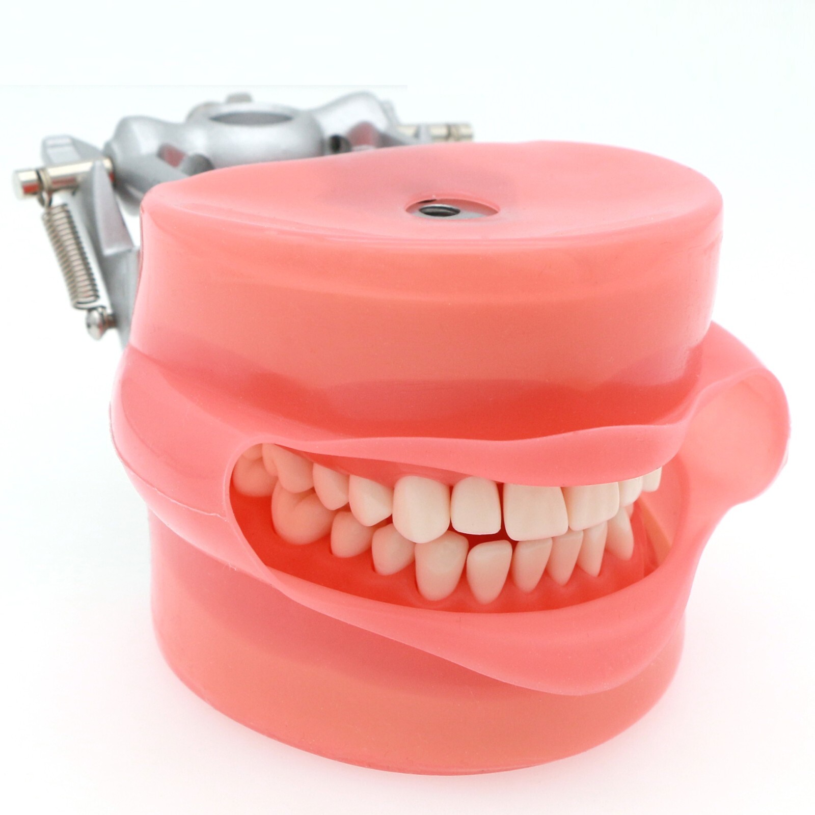 Fit Kilgore NISSIN 200Type Model Dental Typodont Model With 32Pcs Screw-in Teeth