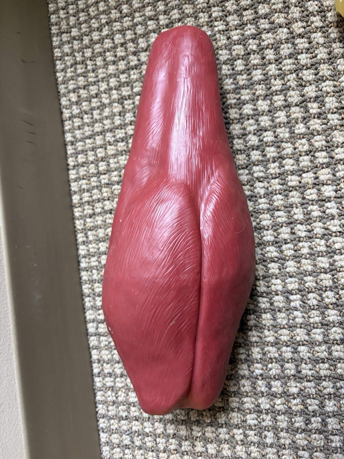 Health Edco Fat And Muscle Models