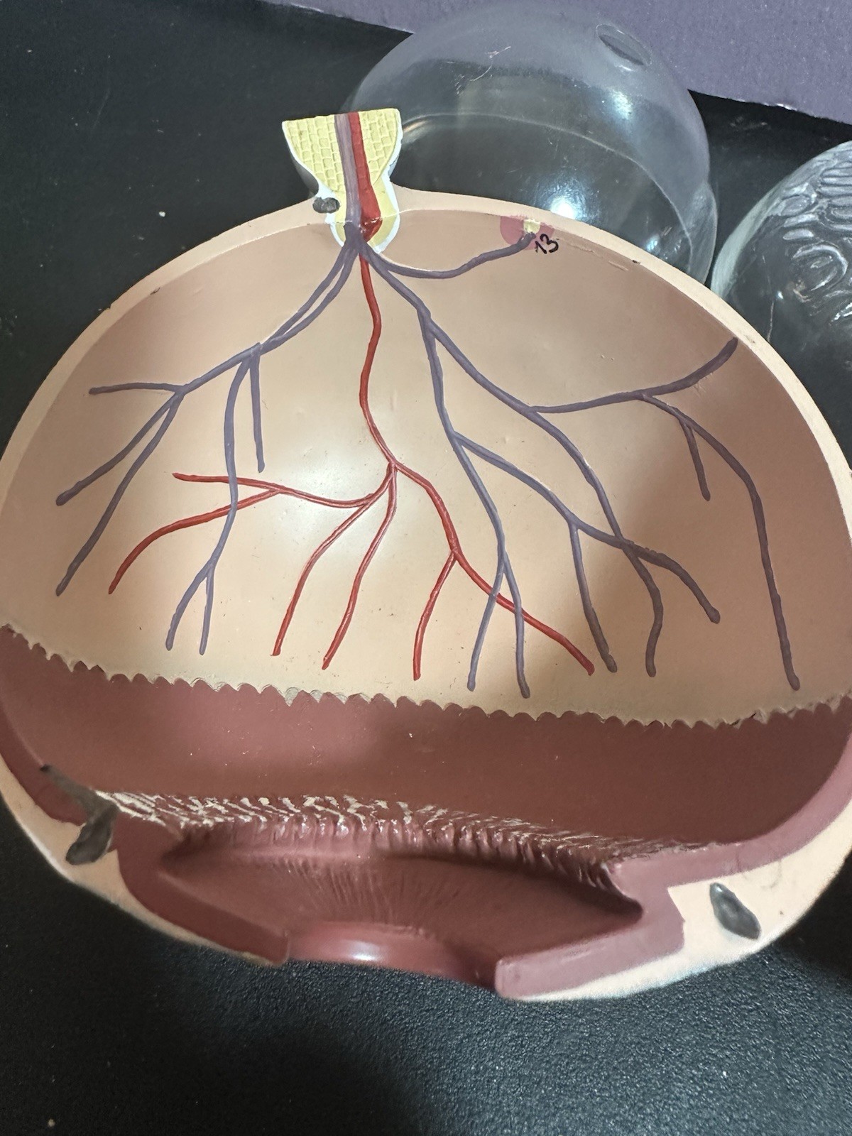 Vintage Scientific Human Eye Anatomical Model Human Eye Model