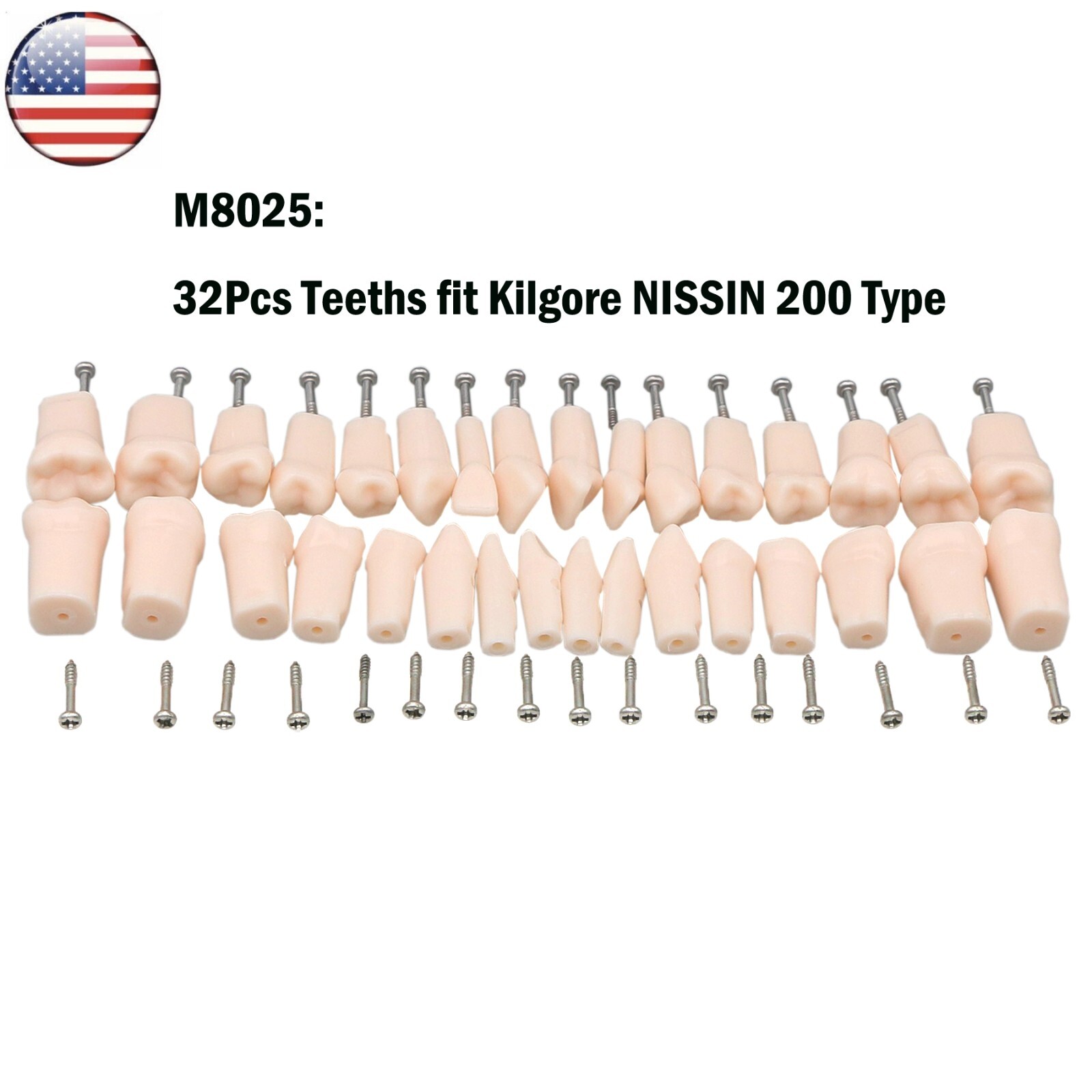 Fits for Kilgore NISSIN 200/500 Type Dental Typodont Model With Removable Teeth