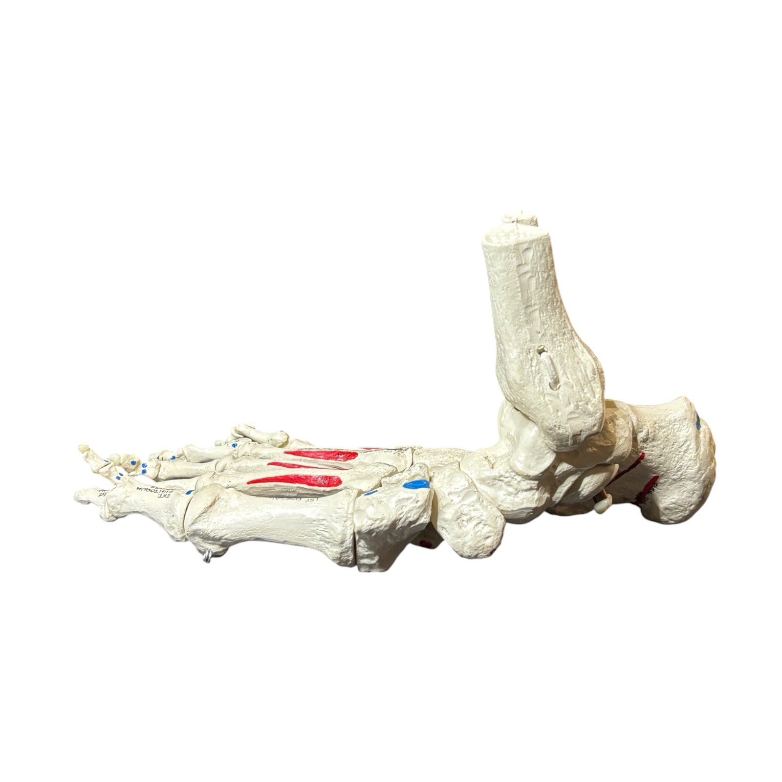 Medical Anatomical Model Human Foot Ankle Science Education Labeled Color Coded