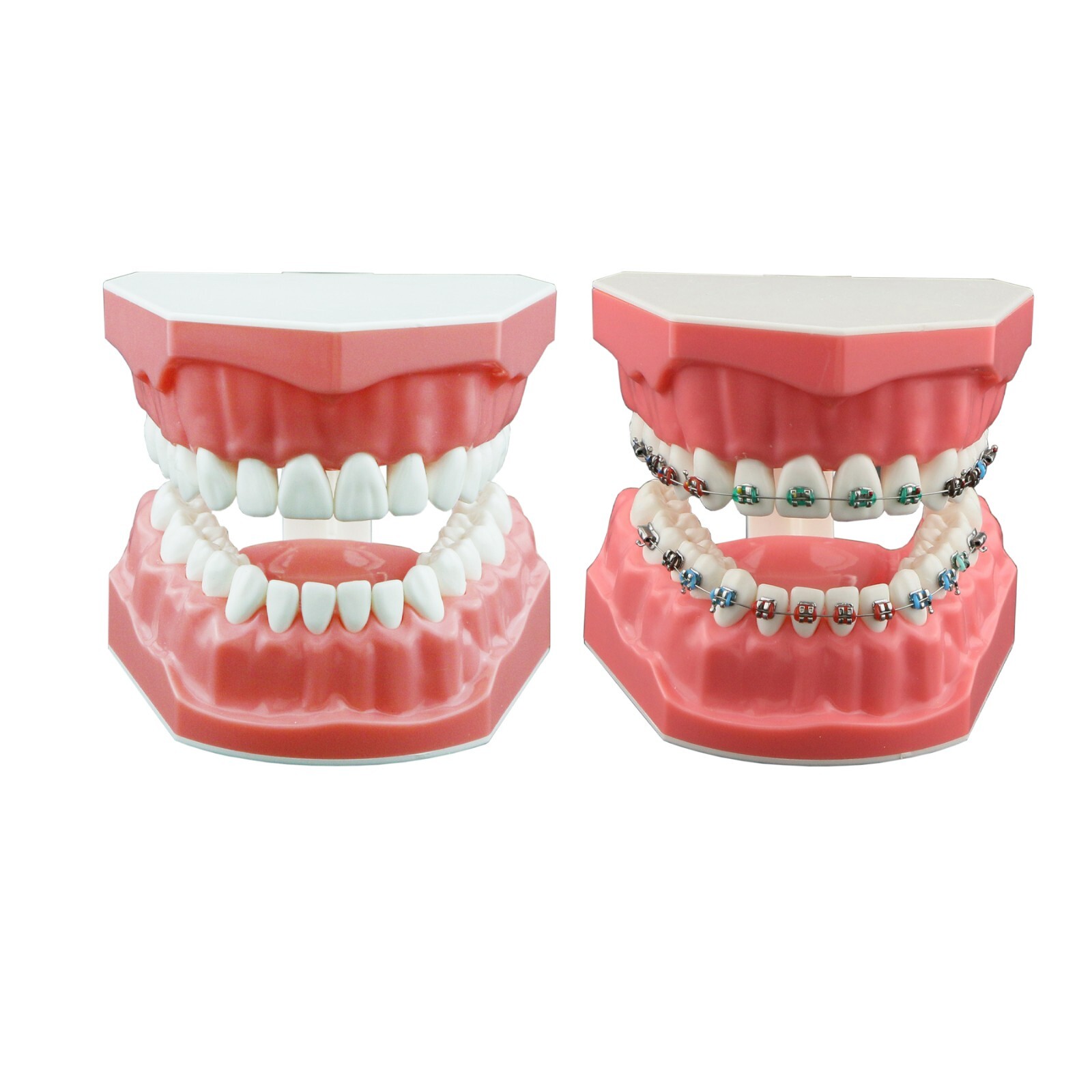 US Dental Typodont Teeth Model with Orthodontic Brackets Brushing