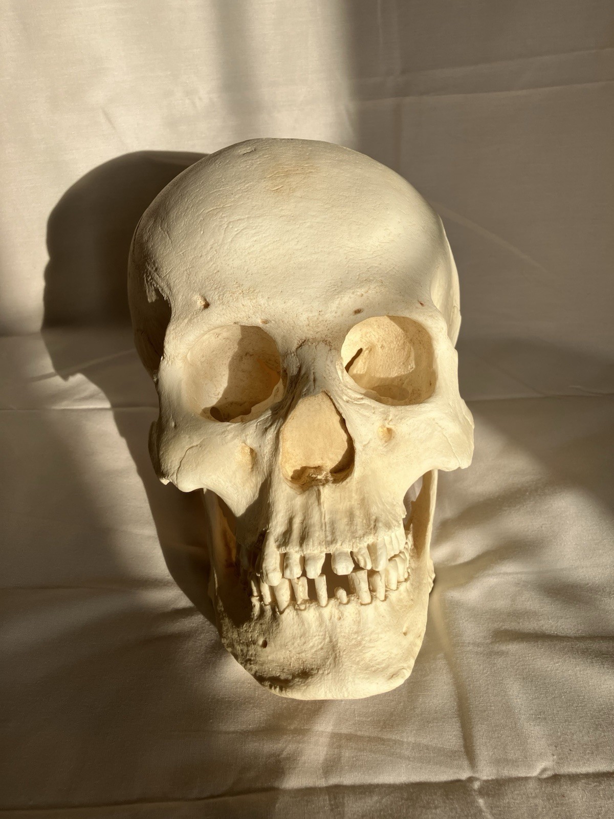 France casting southwestern indigenous skull replica