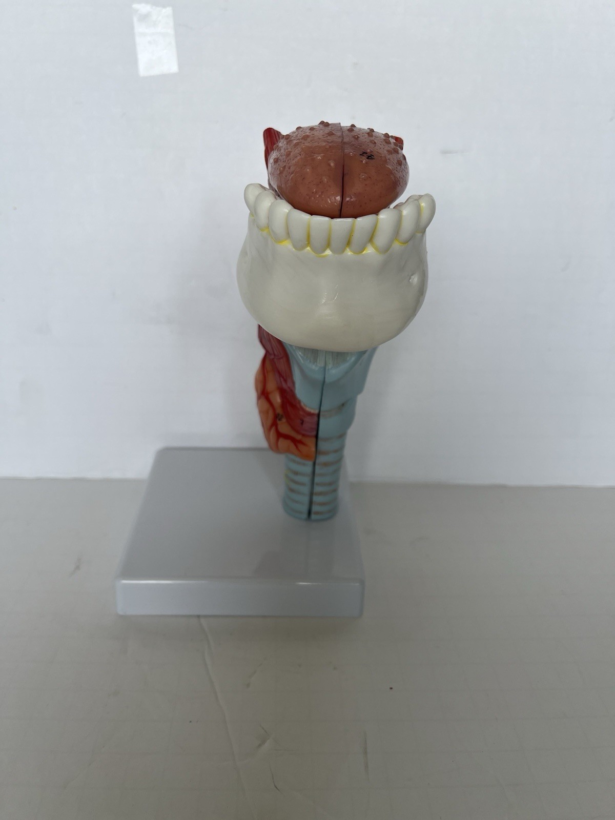 PVC Human Throat Tongue 5 Parts Model Medical Anatomical Models Teaching