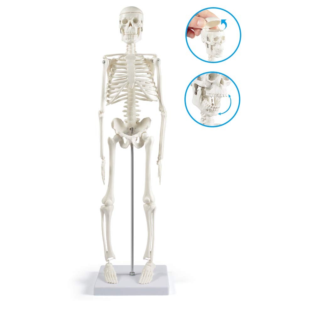 breesky Human Skeleton Model for Anatomy: 17” Human Skeleton Model with Movab…