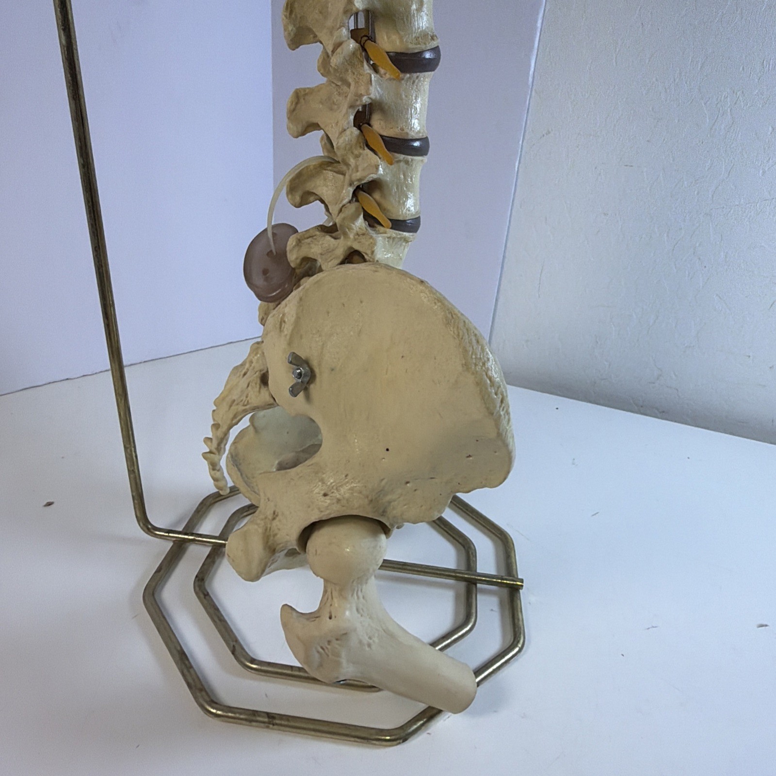 Vintage ORTHOFLEX Human Pelvis Vertebrae Skull Base Spinal Nerve Cord Spine