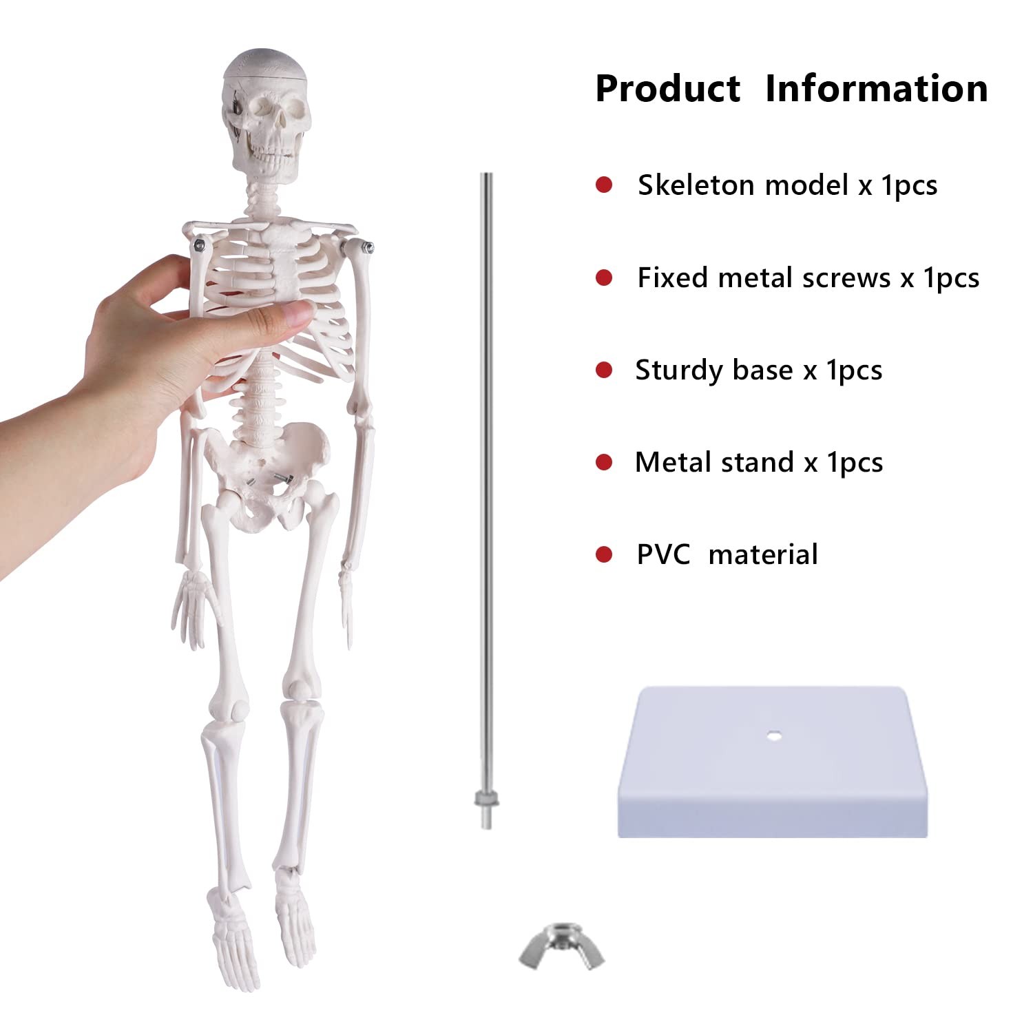 NLShan Human Skeleton Model for Anatomy: 17.7 Inches skeleton model