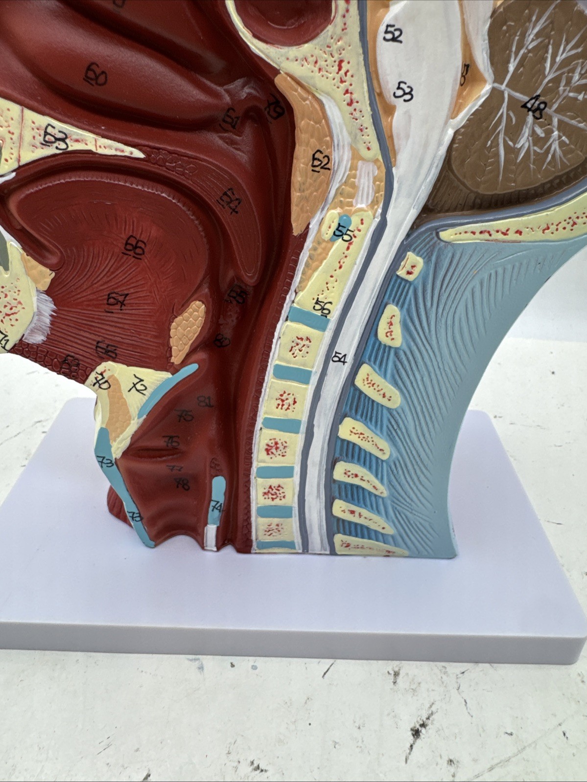 Anatomical Human Head Model with Muscles, Nerves, Brain for Education (D7)