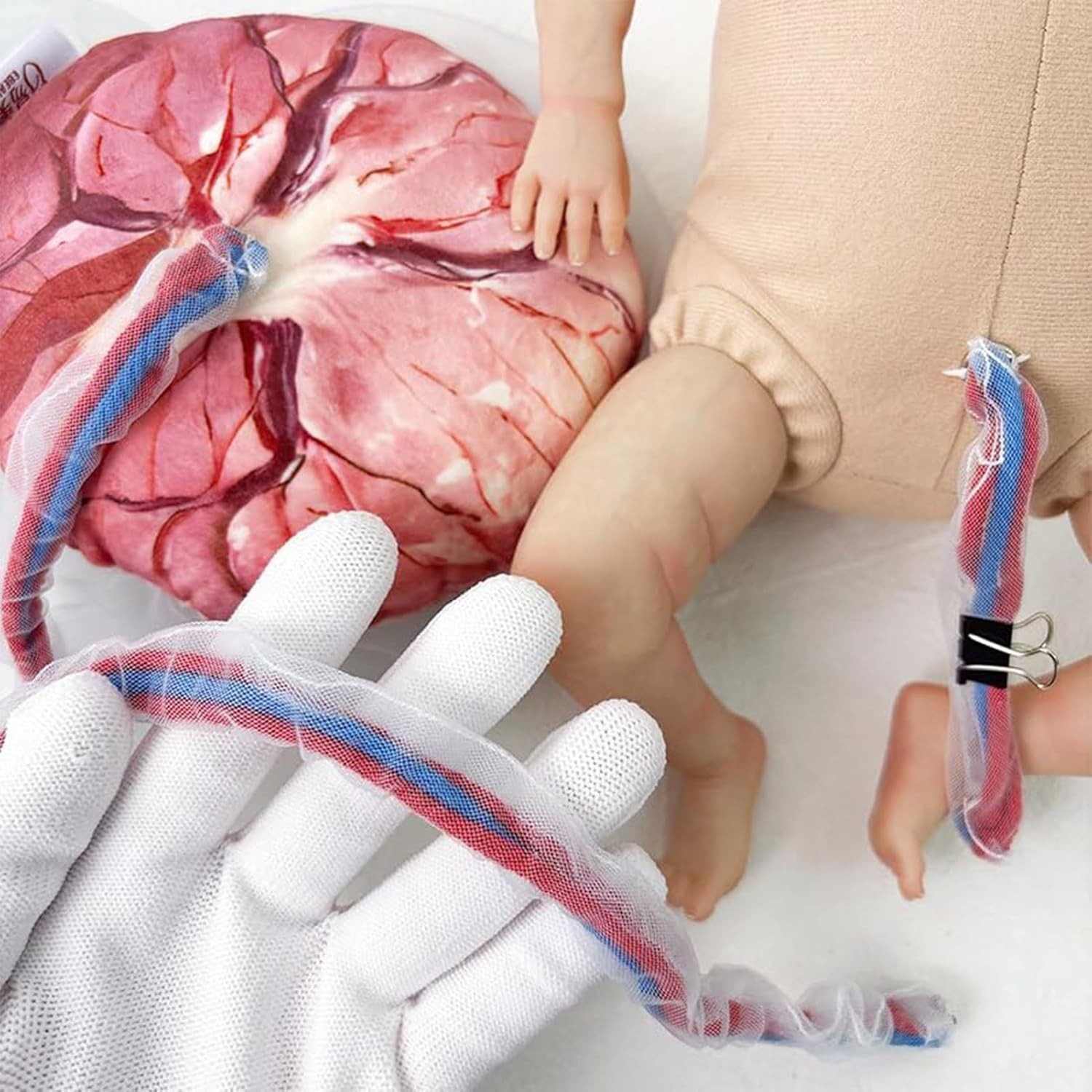Female Childbirth Model Midwifery Training Pelvis Baby Birth Simulation Teaching
