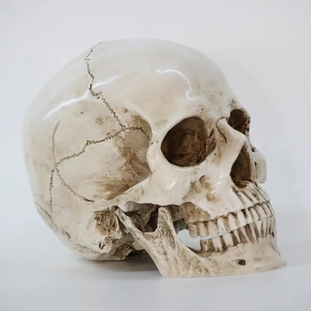 Anatomical Medical Human Skull Replica Model 1:1 Life-size Skeleton Head Teeth