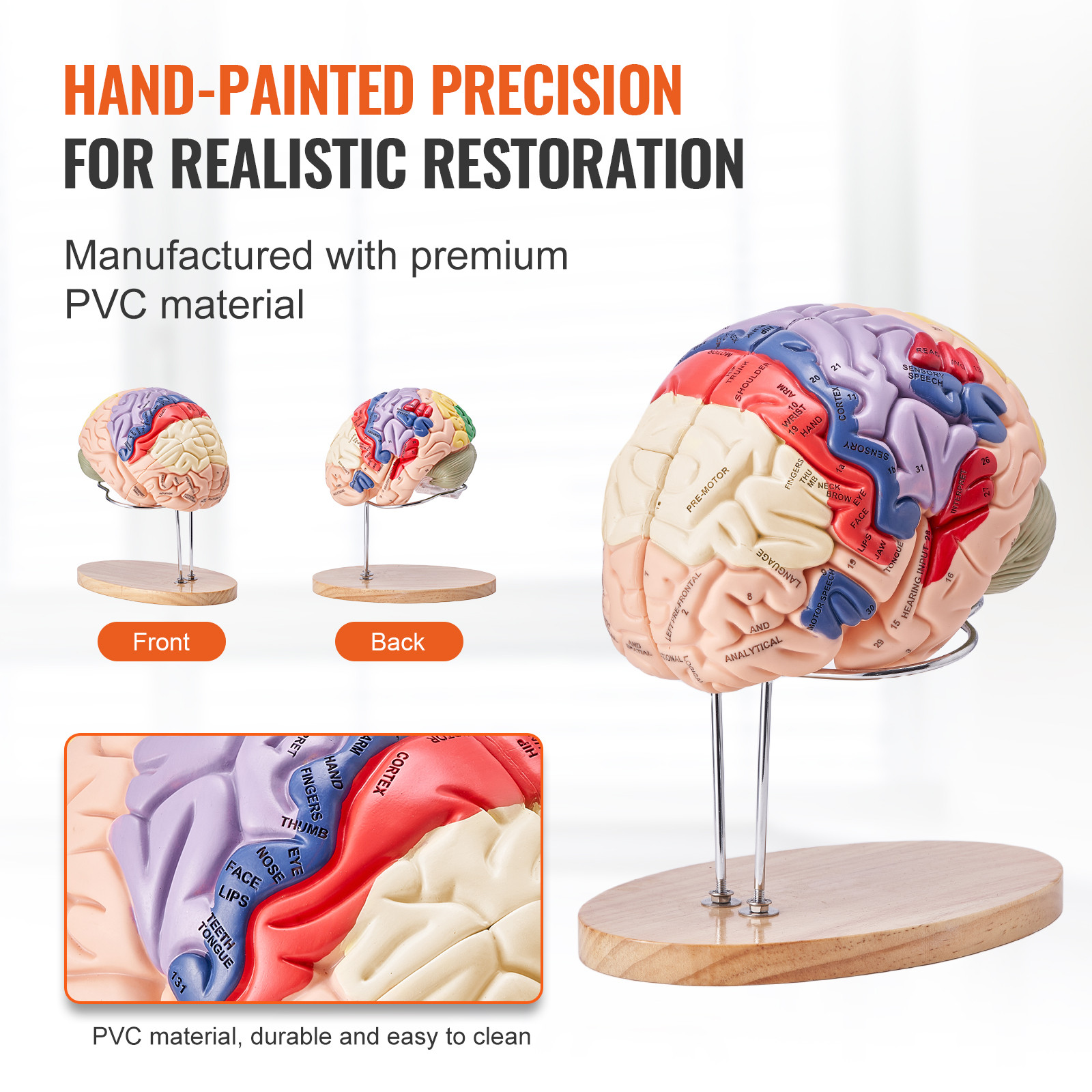 VEVOR Human Brain Model Anatomy Teaching Brain Model 4-Part Labeled 2X Enlarged