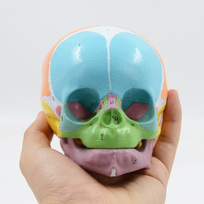 1:1 Size Medical Science baby infant Skull Anatomical Model