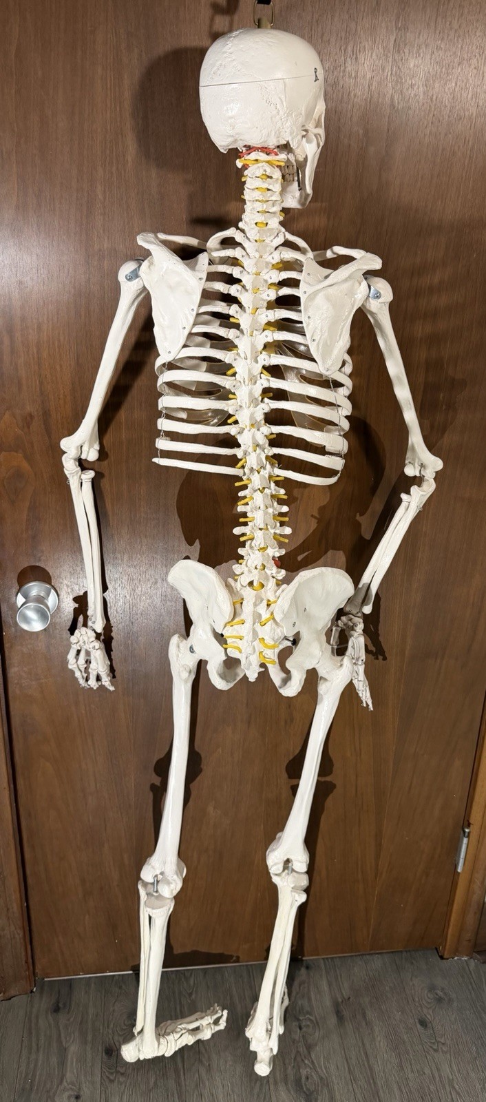 Life Size Human Anatomy Skeleton Hanging Medical Model w/ Spine Nerves