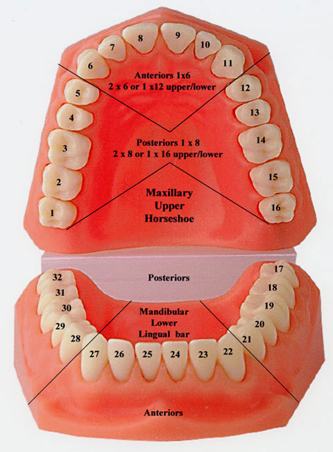 #8 Upper Right Central Anterior – Dental Polycarbonate Temporary Crowns 7 sizes