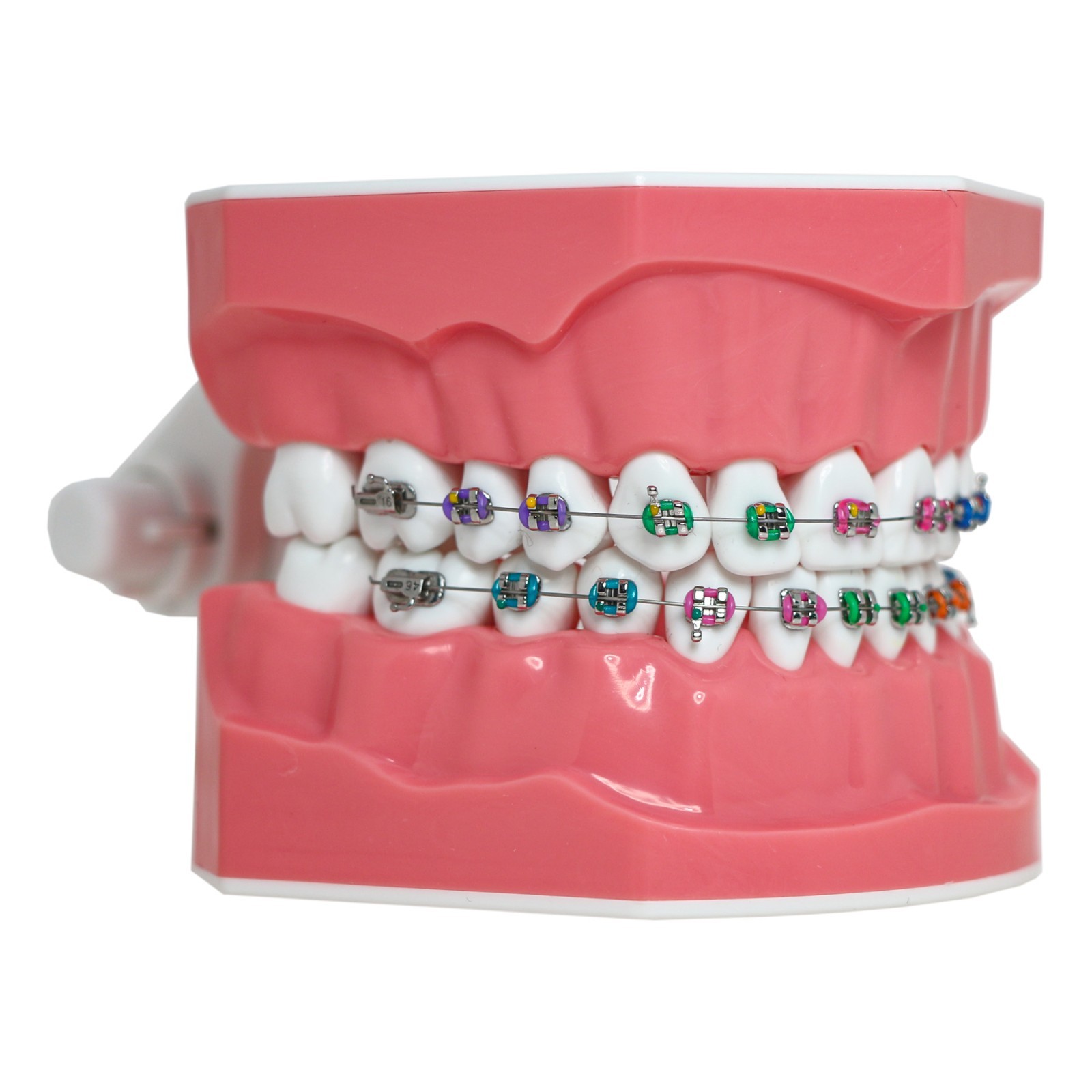 Dental Teeth Model Orthodontic Metal Bracket Tube Teach Typodont Demonstration