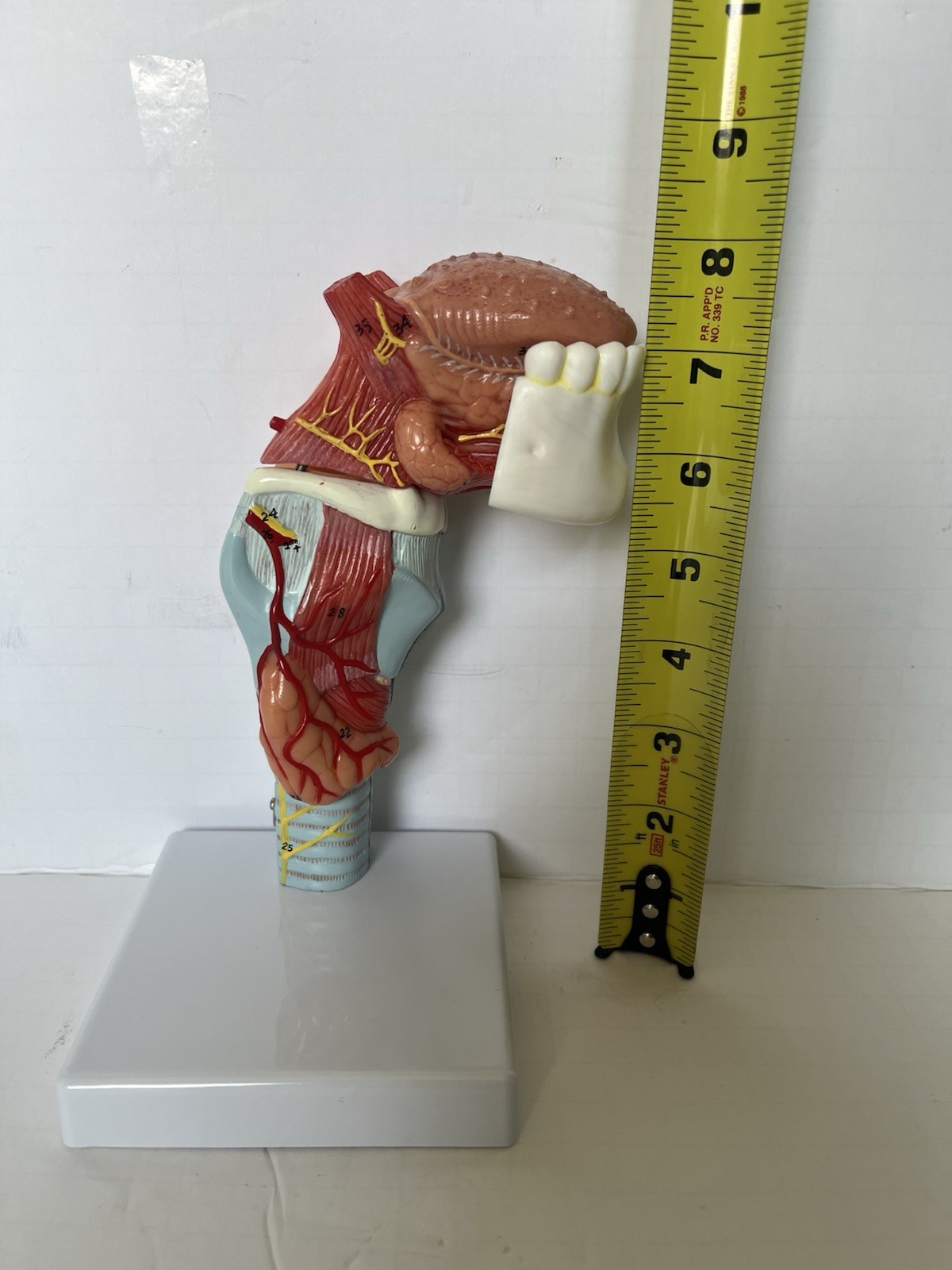 PVC Human Throat Tongue 5 Parts Model Medical Anatomical Models Teaching