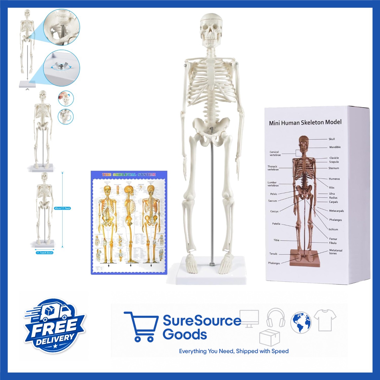 Anatomy Skeleton Model 17 Inch with Movable Arms Legs for Education Display