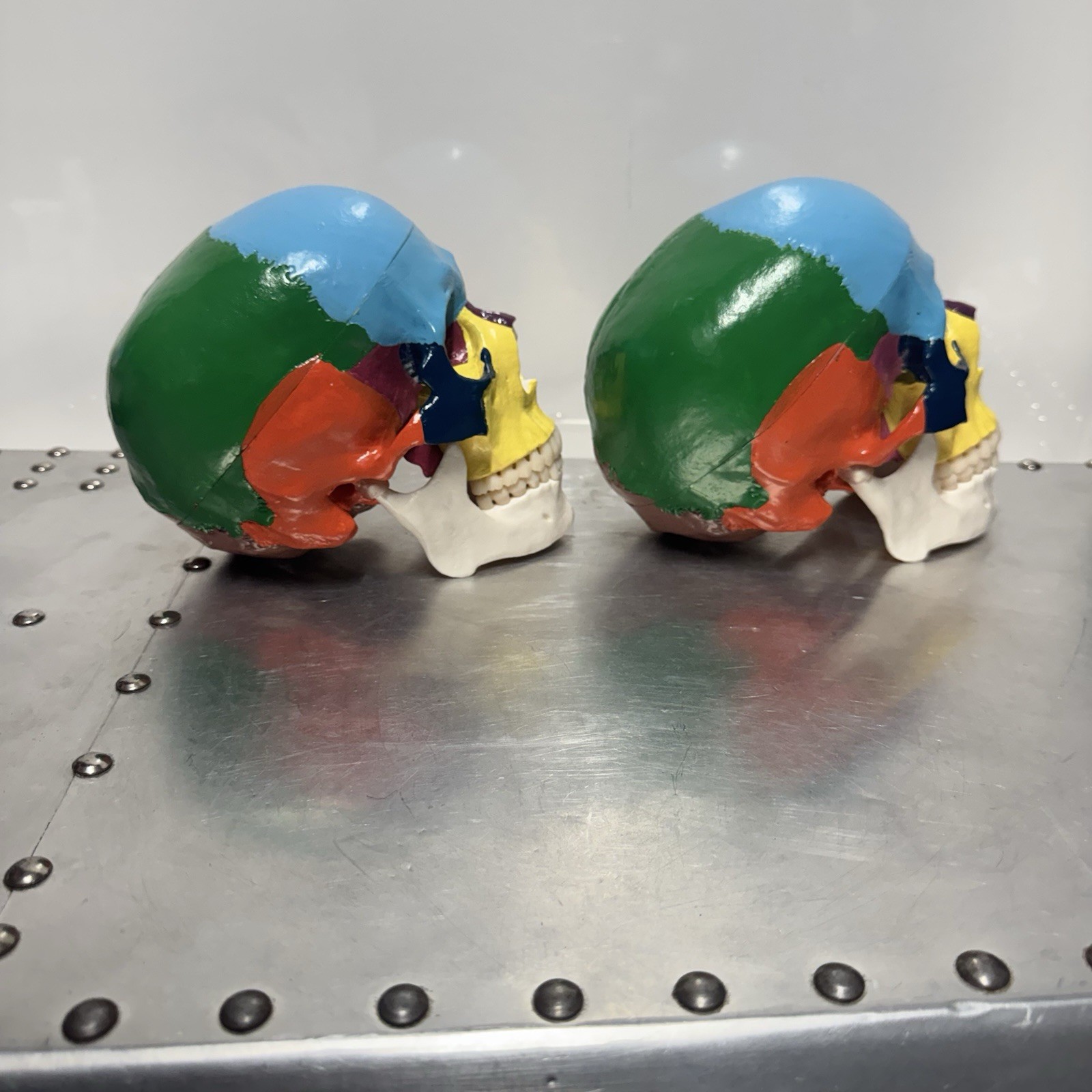 Human Skull Anatomical Model Scientific Classroom Model Lot Of 2