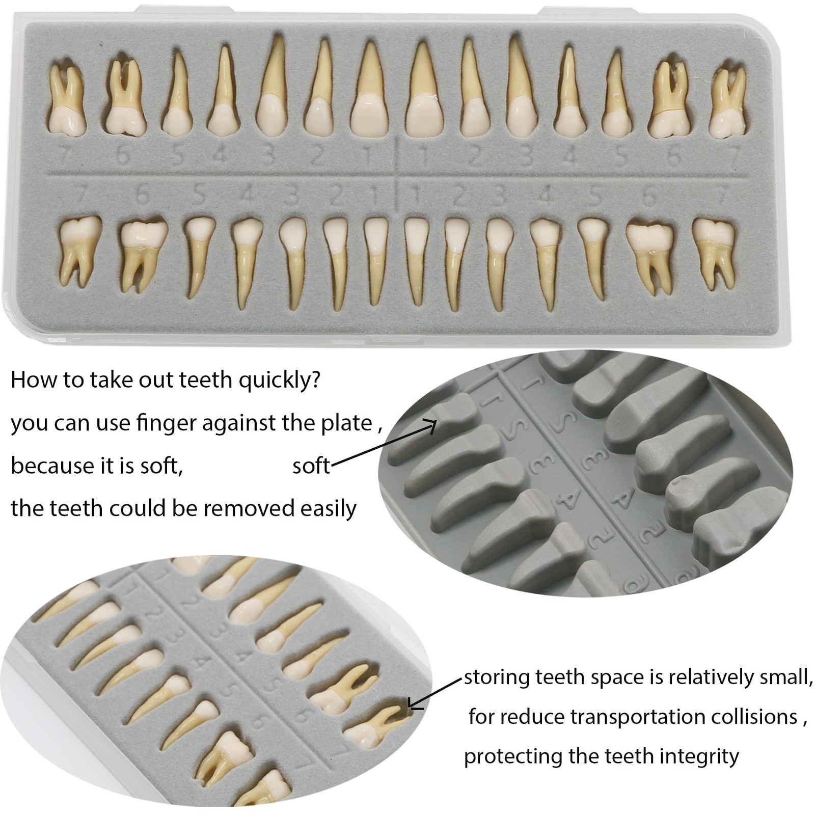 Dentalmall 1 Box Dental Model Teeth Model 28 Pcs 1:1 Full Permanent Teeth M7021