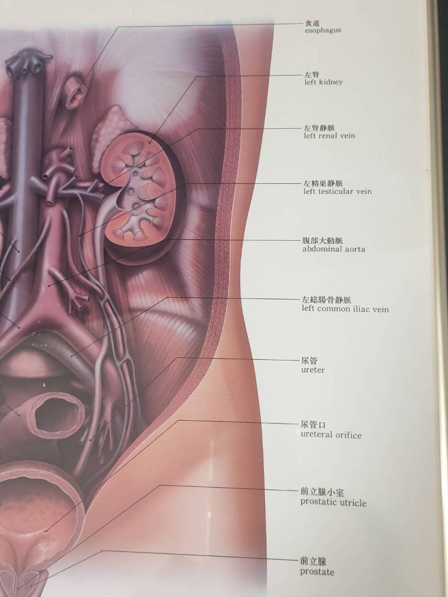 The Urinary System Framed Medical Anatomical Poster, 20×14.5 in Wall Diagram