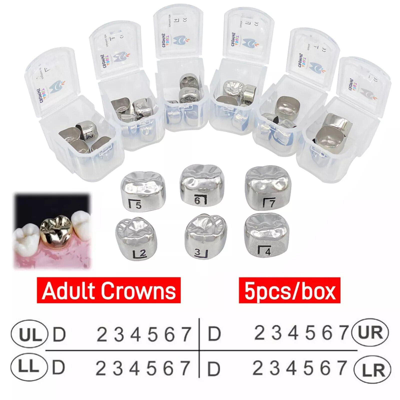 DENTAL STAINLESS STEEL Adult Permanent Molar CROWN All Size 5/Pk Compare to 3M