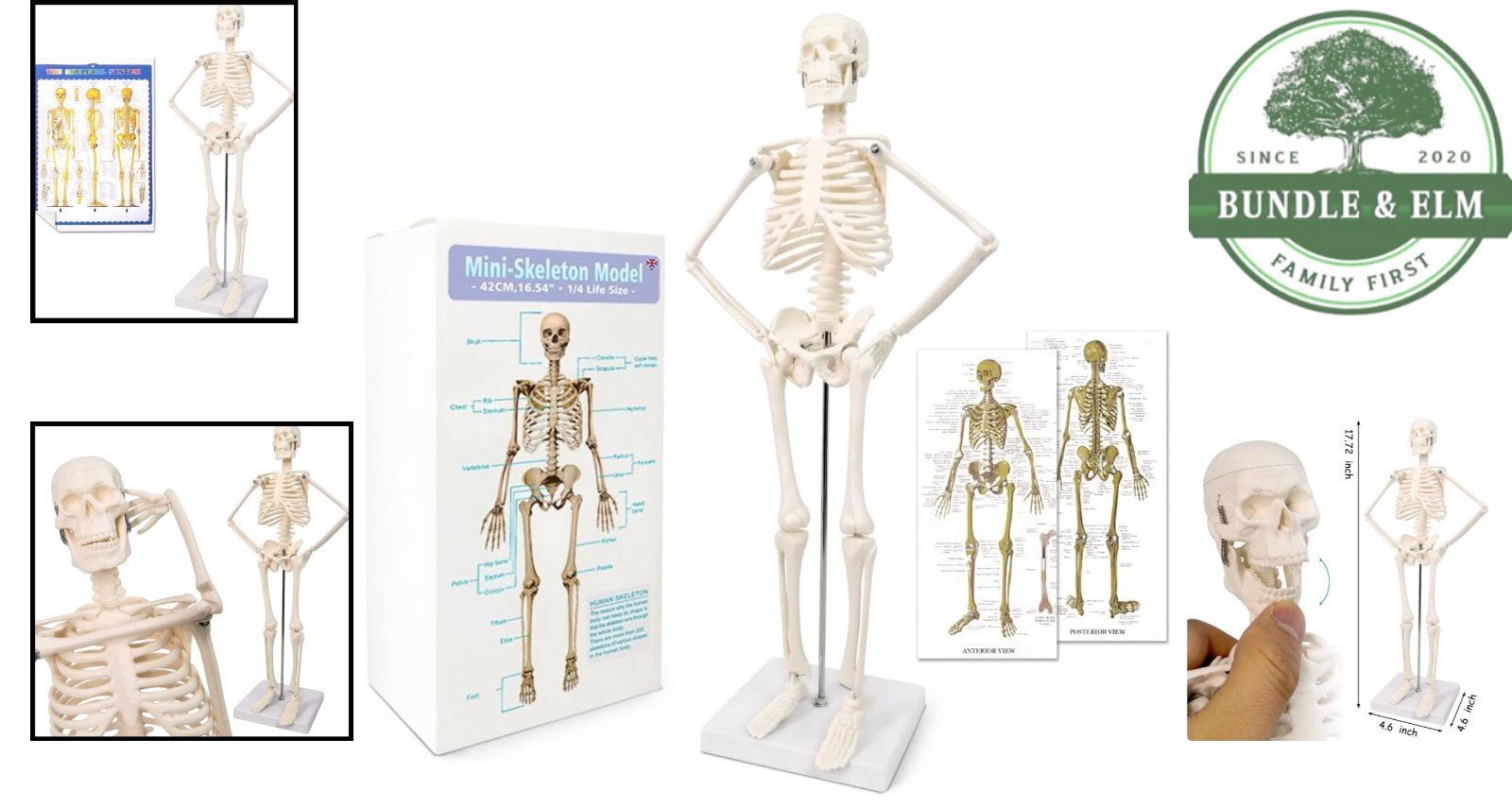 17.7 Inch Human Skeleton Model for Anatomy Study with Movable Limbs and Joints