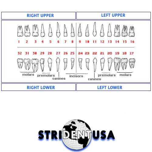 IVORINE TEETH FOR TYPODONT 560 – 5 PACK OF SINGLE TOOTH #