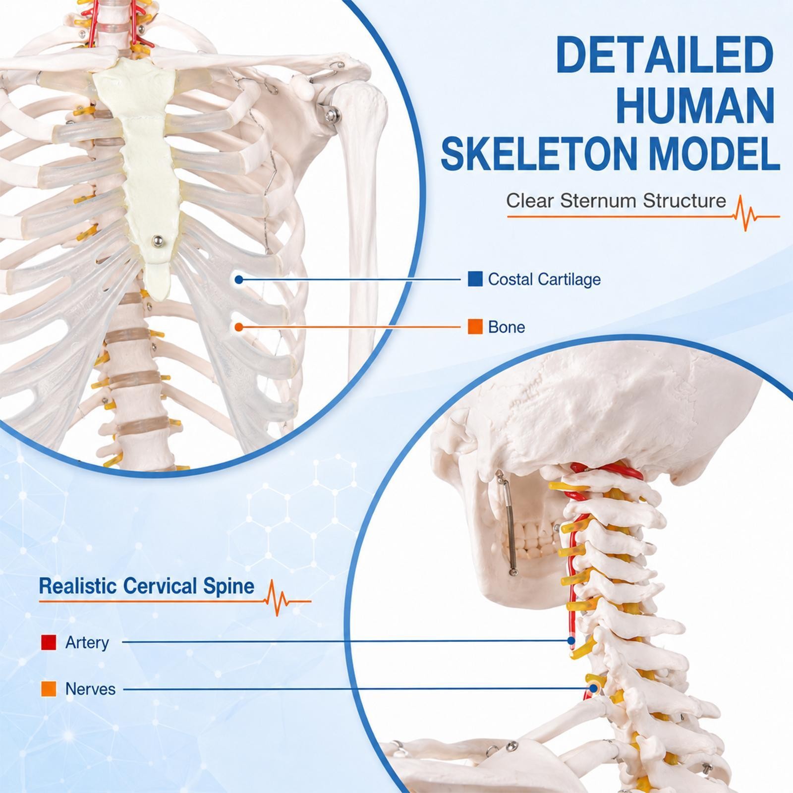 70″ Life-size Skeleton Model Human Anatomy Medical Students W/Rolling Stand