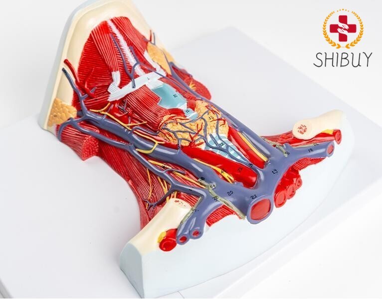 1:1 Anterior cervical muscle, neck muscle nerve, medical anatomical model