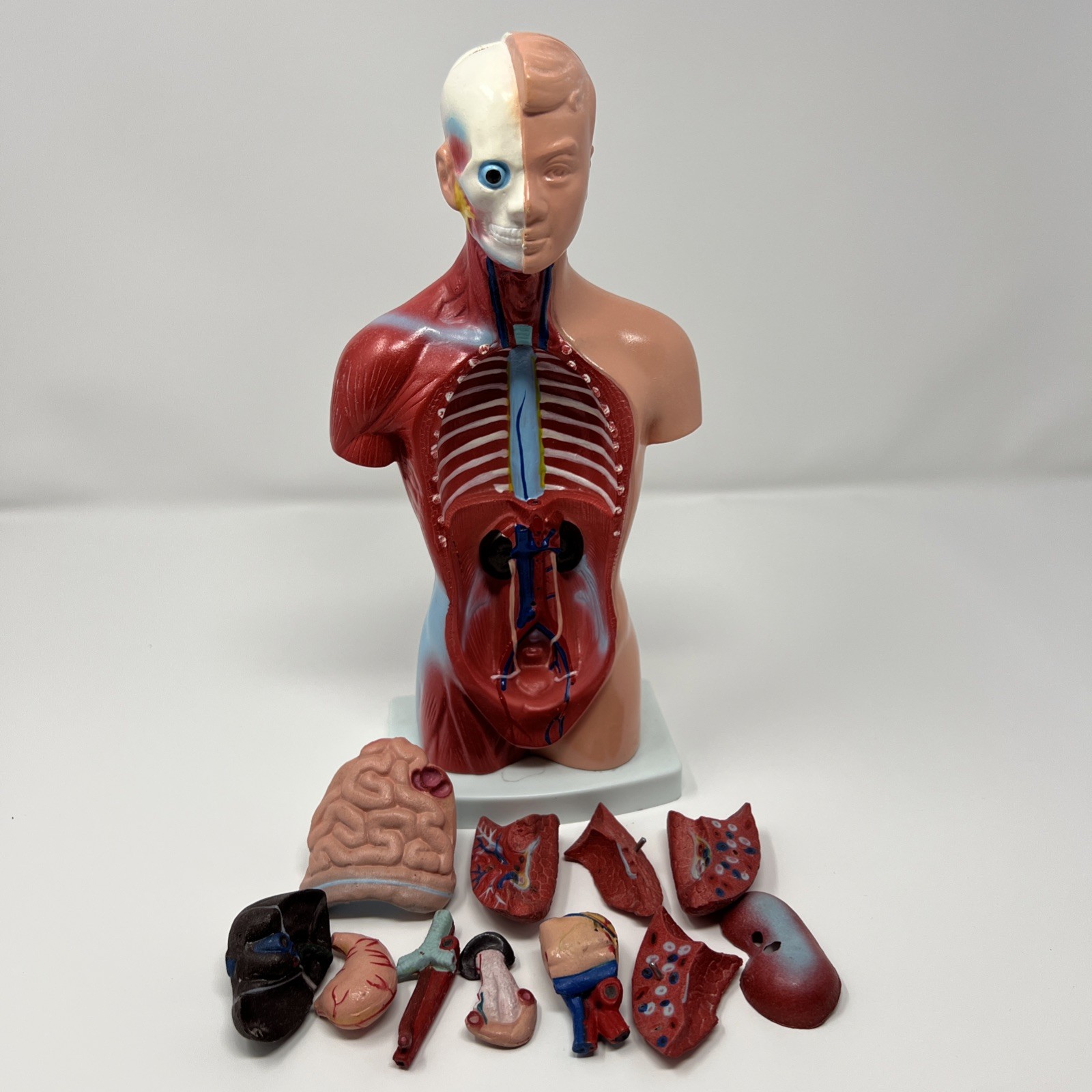 Human Body Medical Anatomy Model Classroom Nirvana In Utero Rubber Plastic Organ
