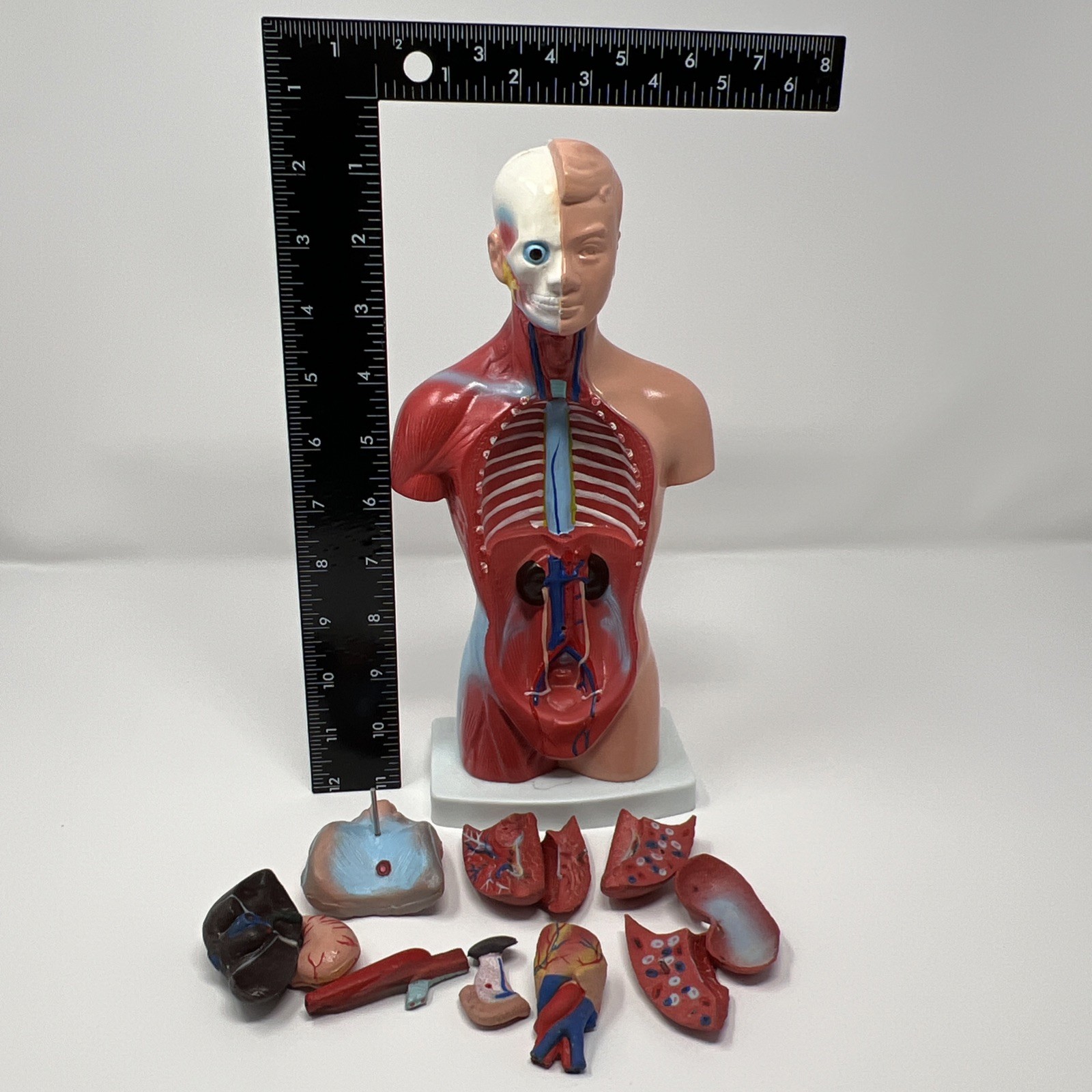 Human Body Medical Anatomy Model Classroom Nirvana In Utero Rubber Plastic Organ