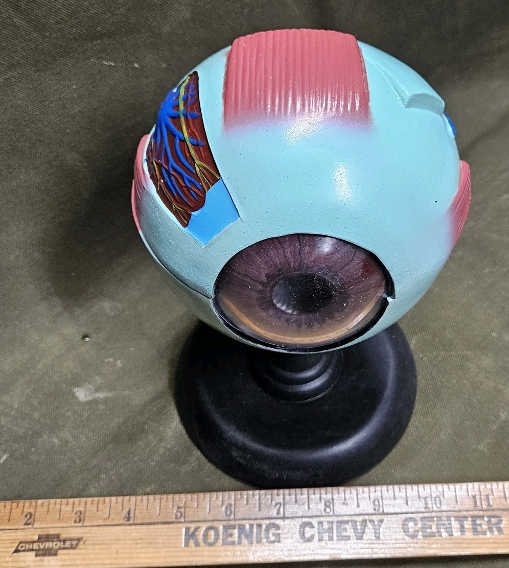 Human EYE Model Anatomy 7 Part Anatomical Eye Model w/ Base Doctor’s Office