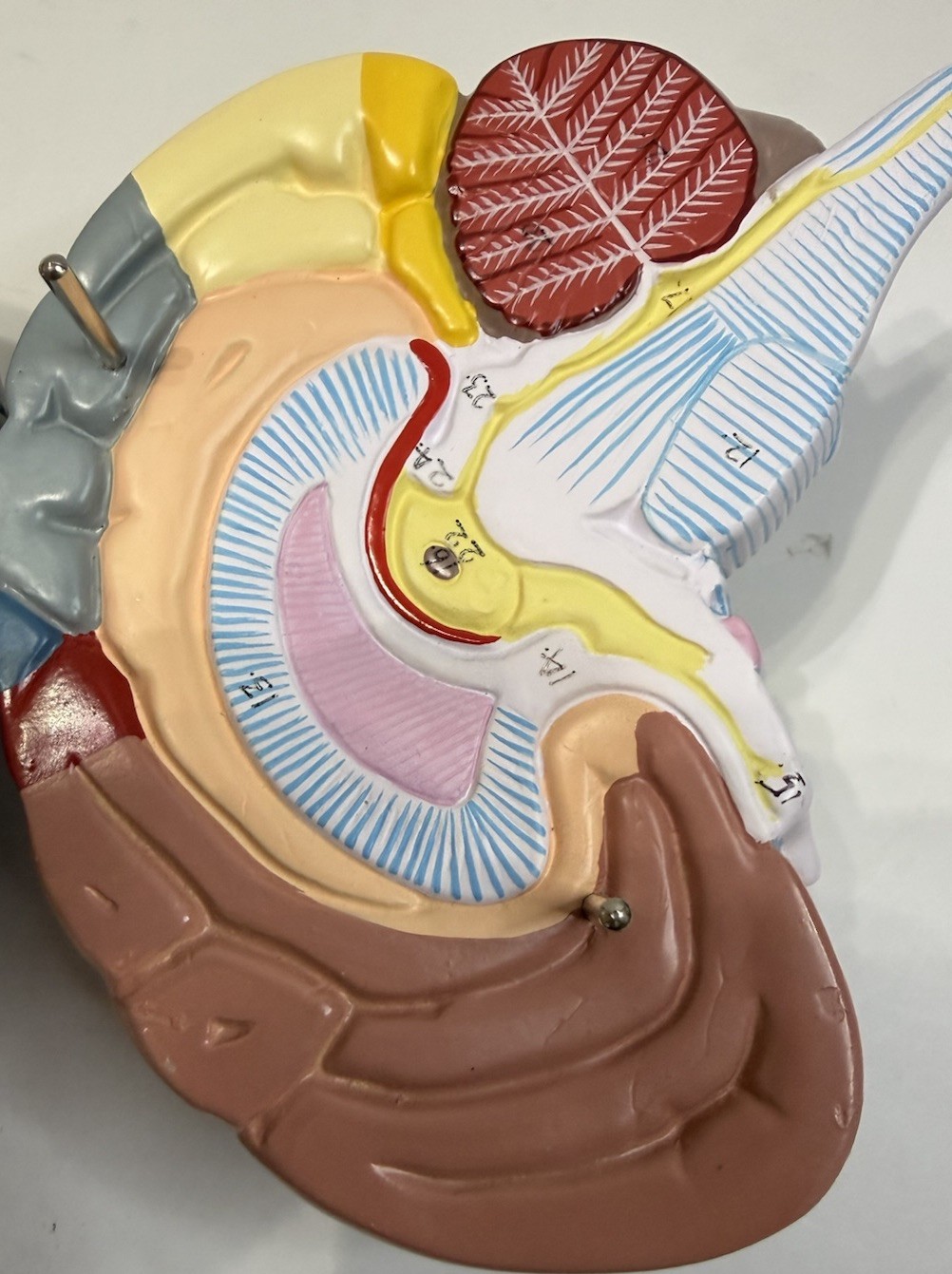 Human Brain Anatomical Model Life-Size, Color-Coded Partitioned Brain
