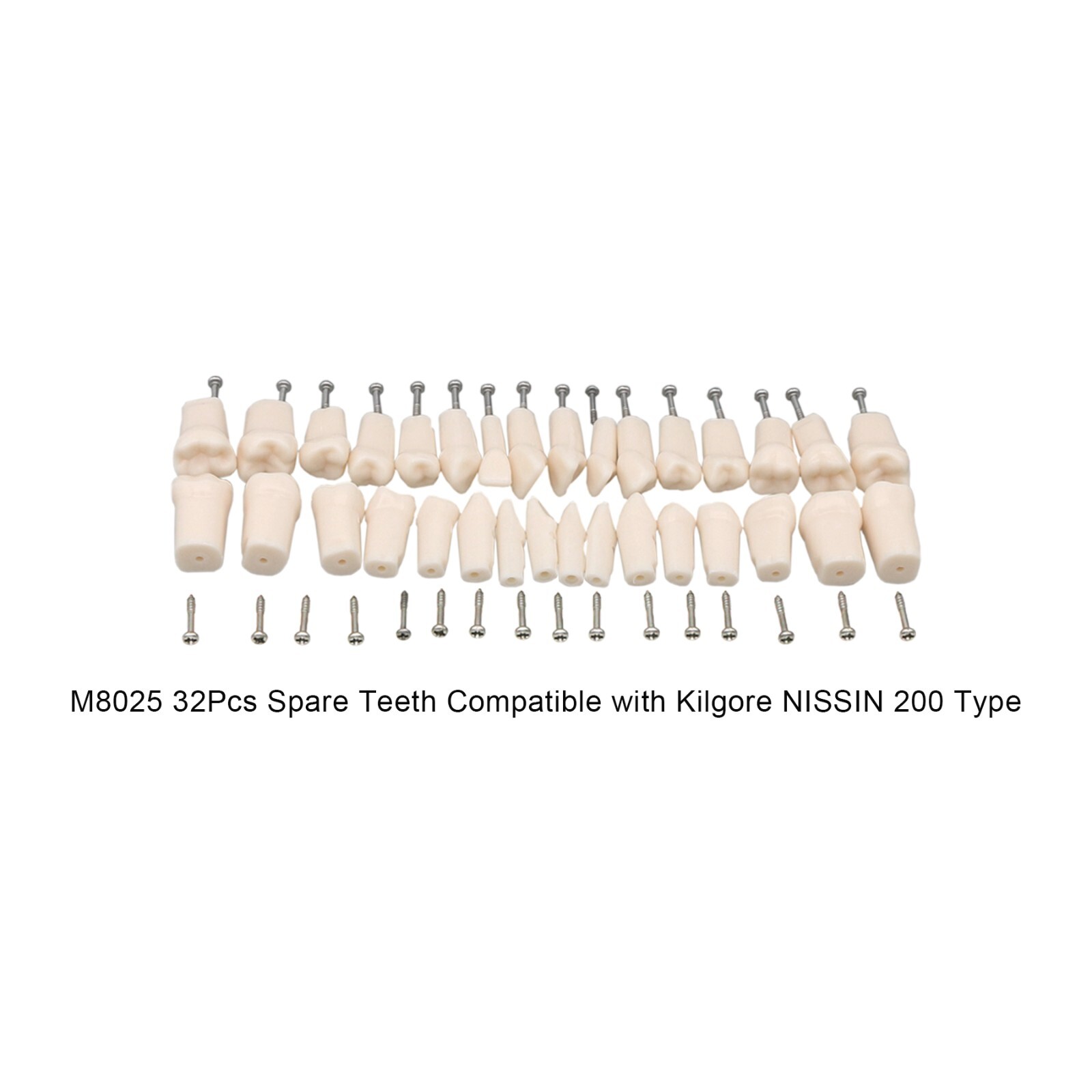 Fit Kilgore NISSIN 200Type Model Dental Typodont Model With 32Pcs Screw-in Teeth