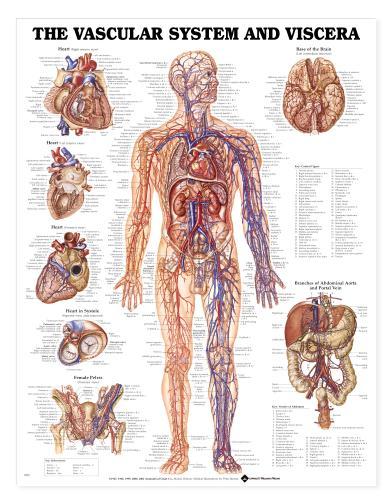 Vascular System Human Wall Chart 20″ x 26″ Classroom/Professional LFA #98952