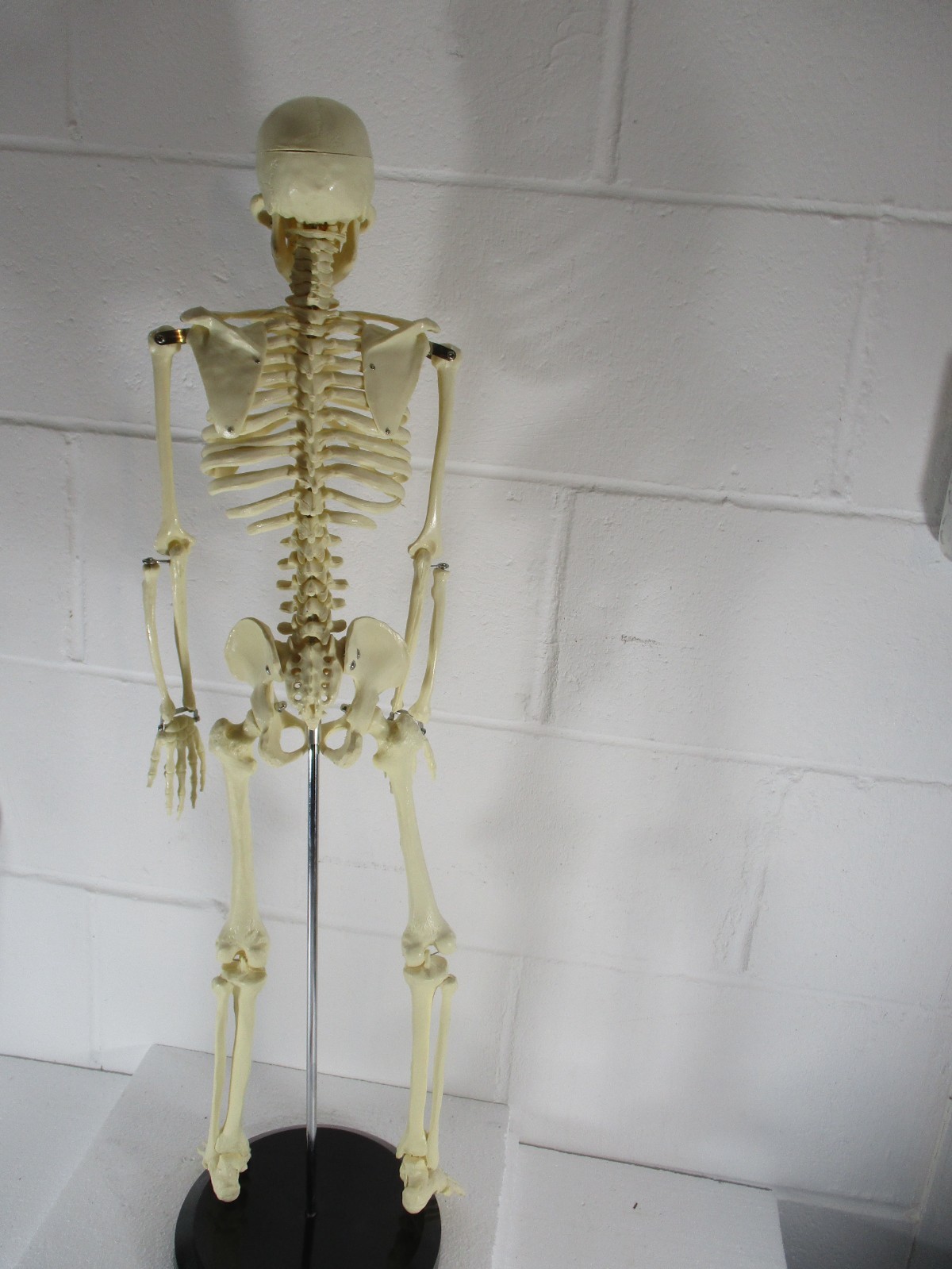 A 32″ TALL ARTICULATED PLASTIC HUMAN SKELETON, UPRIGHT ON METAL STAND, PERFECT