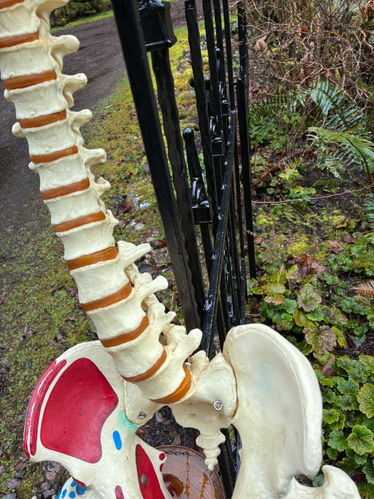 mcm 1960’s vintage medical school university 36″ scoliosis SPINE model~Halloween
