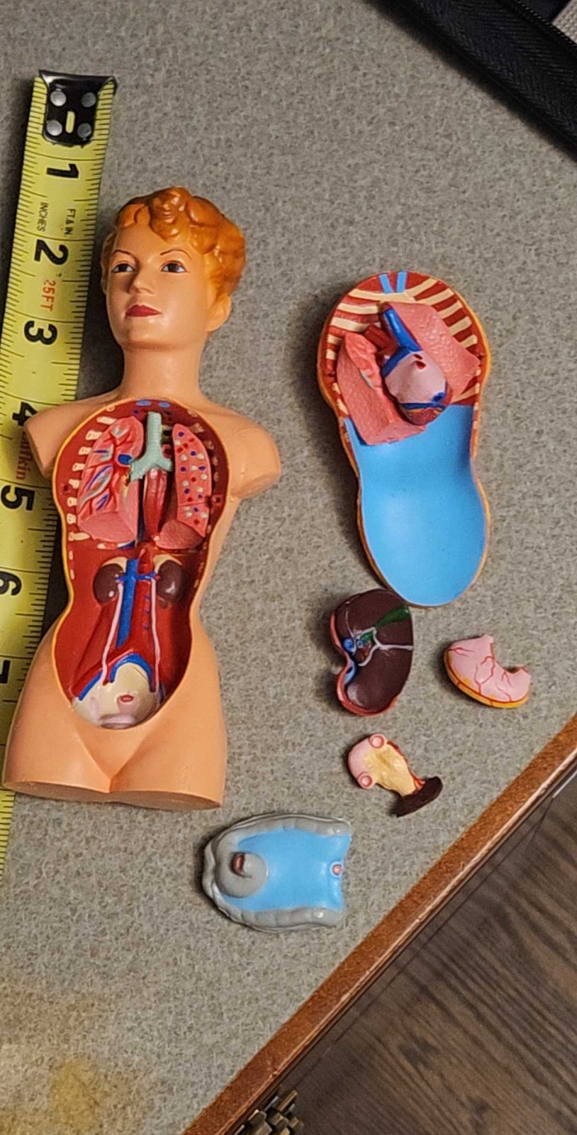 3-D Human WOMAN Anatomical Model 12 Part Doctor’s Office Student Teaching Doll