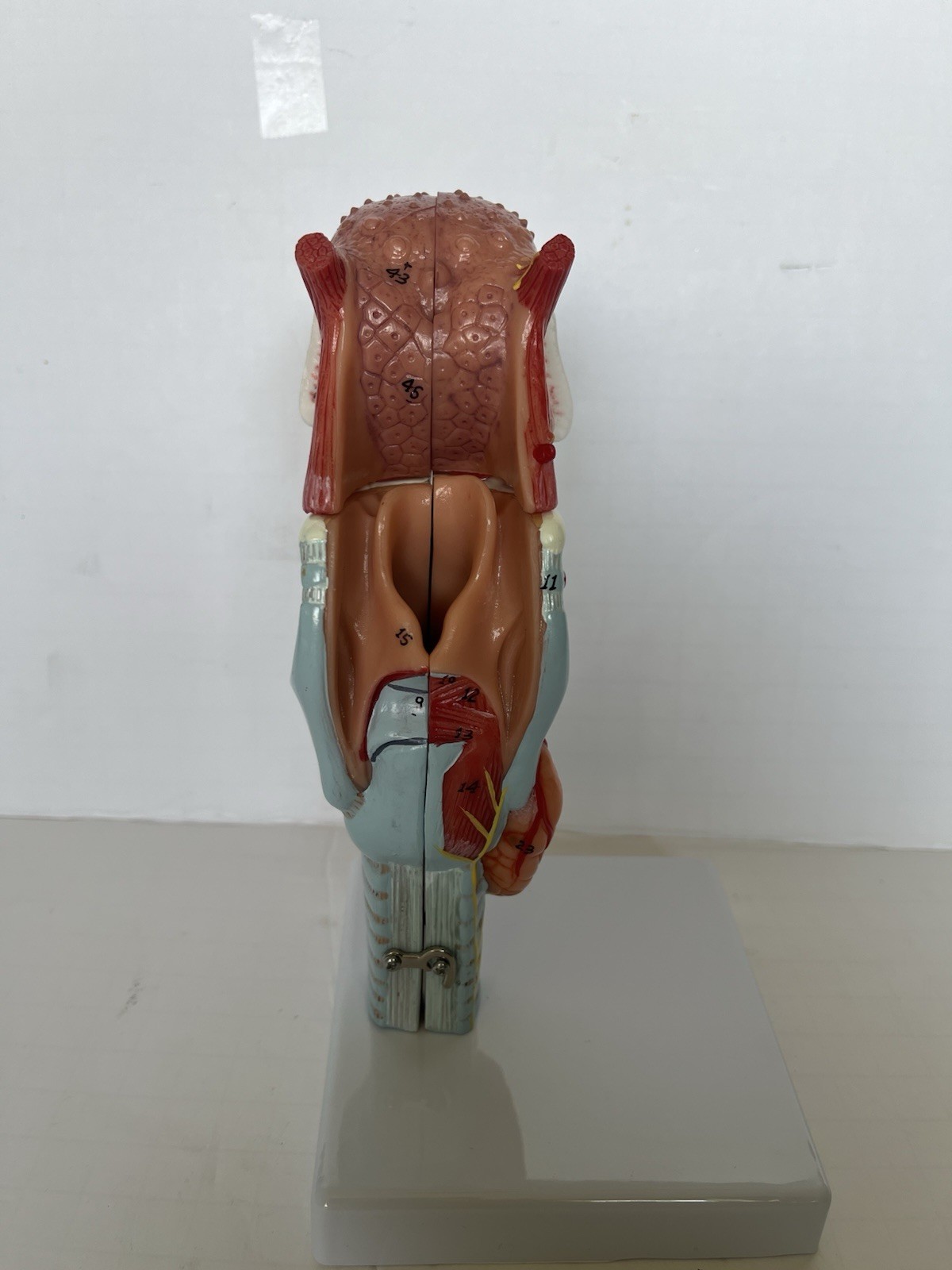 PVC Human Throat Tongue 5 Parts Model Medical Anatomical Models Teaching