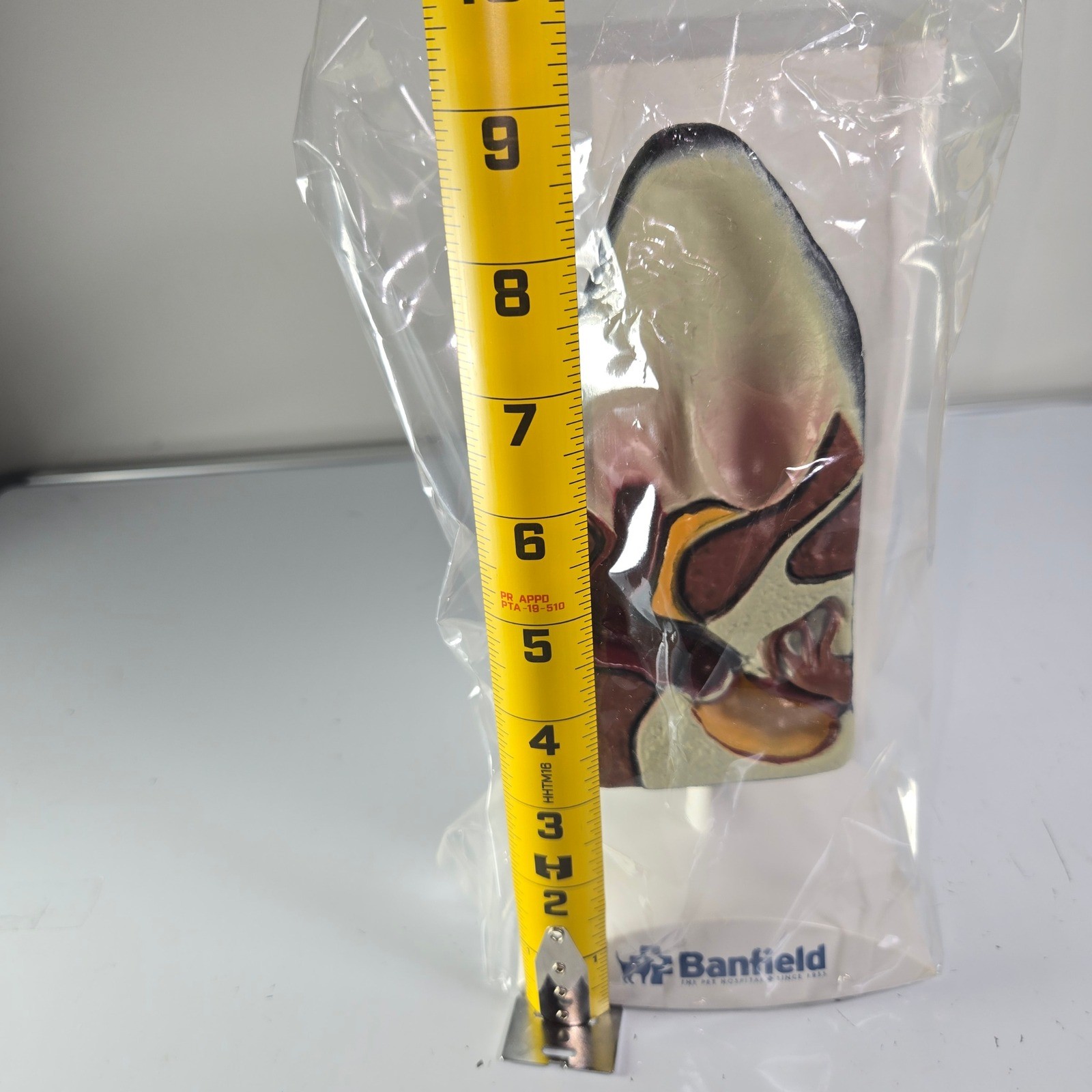 Banfield Ear Anatomy Model Educational Teaching Aid Medical Science