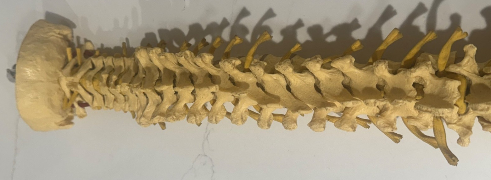 ANNATOMICAL ANATOMY 24″ HUMAN VERTEBRAL COLUMN SPINE WITH SACRUM MODEL