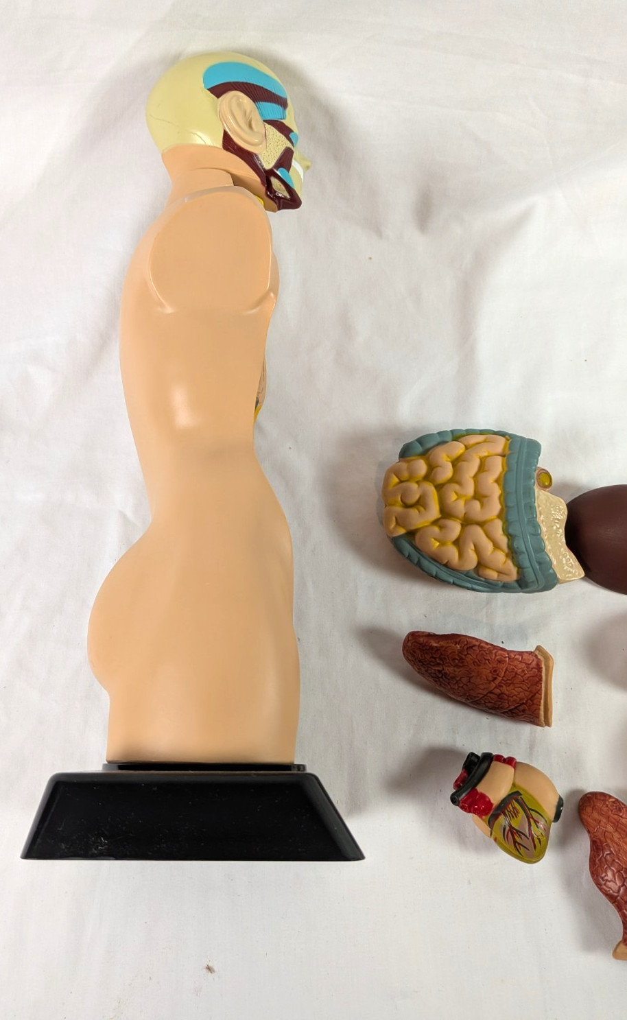 Human Torso 20” Model Medical Human Anatomy Body Educational Science Edu Toys