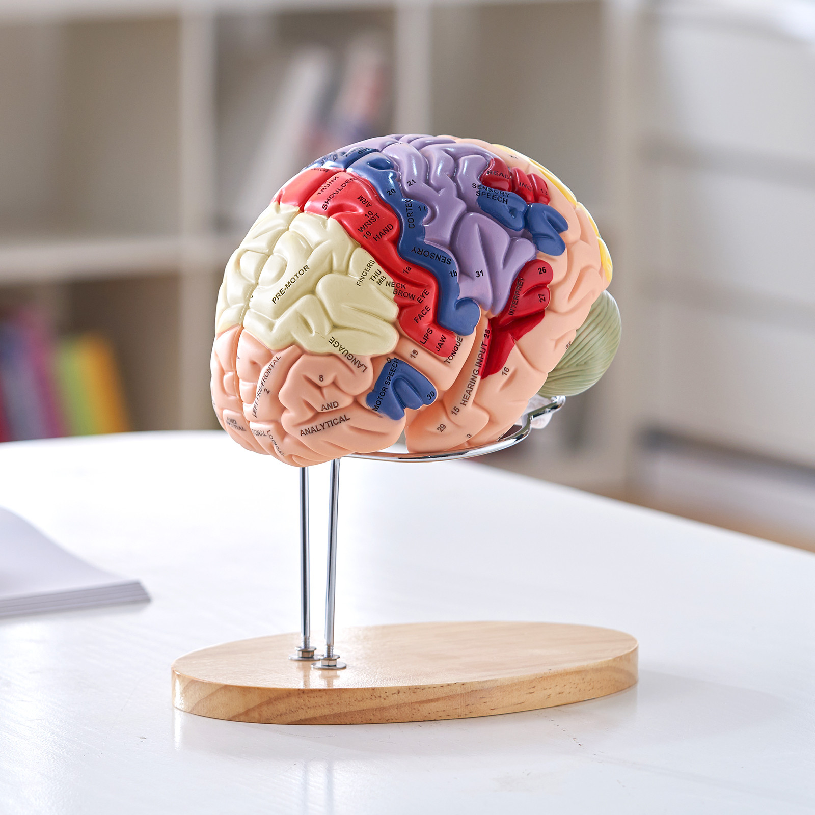 VEVOR Human Brain Model Anatomy Teaching Brain Model 4-Part Labeled 2X Enlarged