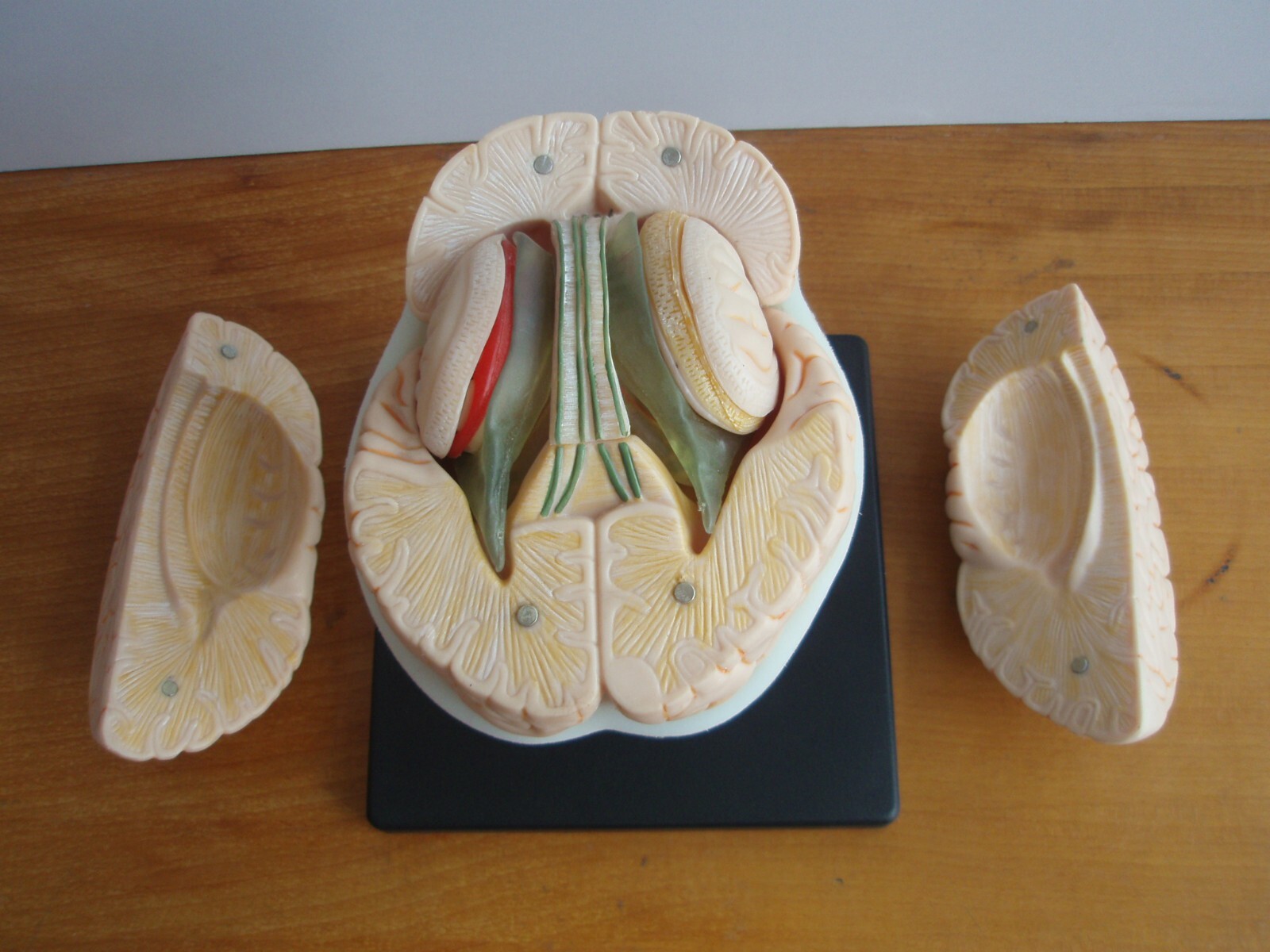 1:1 Size Human 15 Parts Brain Model Medical Anatomy With 58 Digital Indication