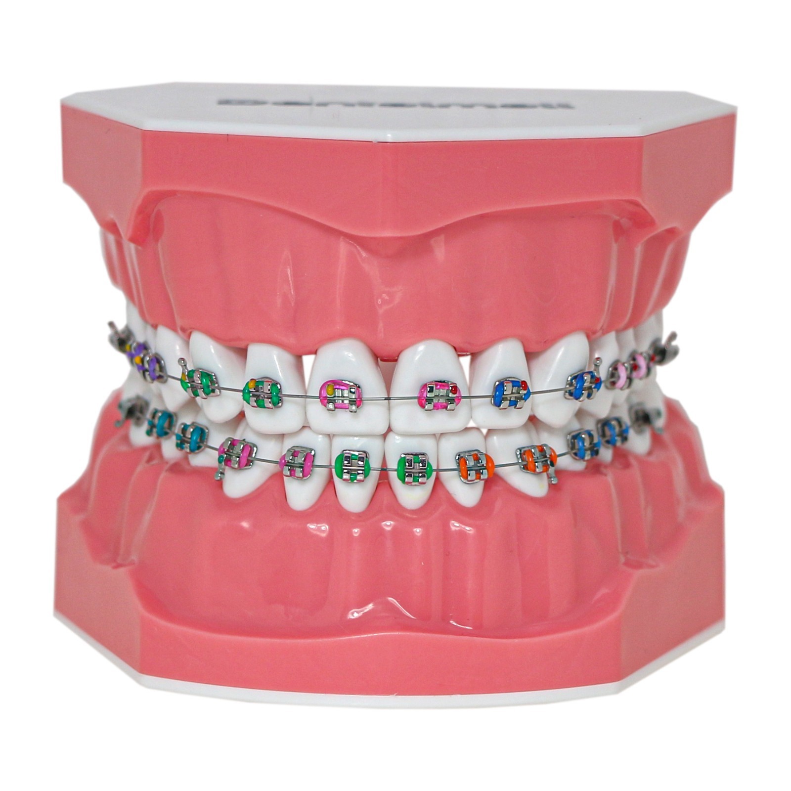 Dental Teeth Model Orthodontic Metal Bracket Tube Teach Typodont Demonstration