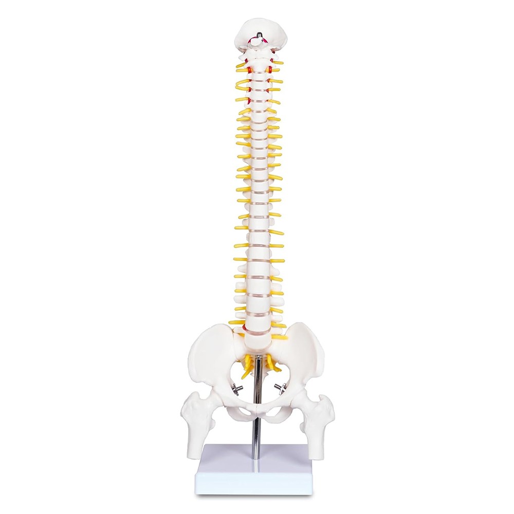 17.72 inch Human Spine with Pelvic Model Human Anatomical Anatomy Spine Model