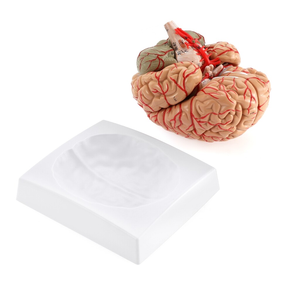 Anatomically Accurate 8-Part Human Brain Model Anatomy Science Teaching Medical