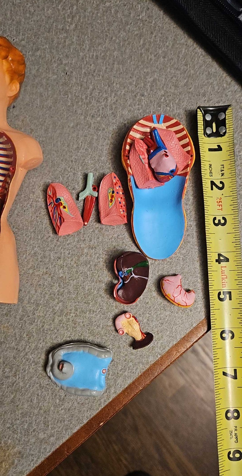 3-D Human WOMAN Anatomical Model 12 Part Doctor’s Office Student Teaching Doll